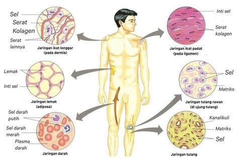 Peran utama otot dalam tubuh manusia panjangnya kurang dari 1 milimeter, stapedius mengendalikan getaran tulang terkecil dalam tubuh, yaitu stape terdapat sekitar ratusan otot di tubuh manusia, yang dibagi menjadi 3 kelompok besar. Pengenalan Mikroskop , Pengamatan Sel dan Jaringan ...