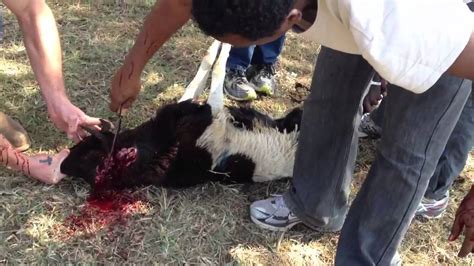 Killing and skinning a goat. Slaughtering goat at Kind Hearts - YouTube