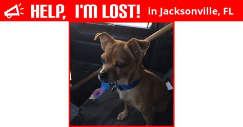 Our store also offers grooming, training, adoptions, veterinary and curbside pickup. Lost Dog (Jacksonville, Florida) - Cuervo Dodson