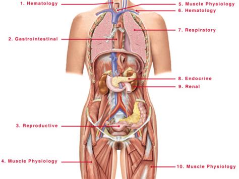 Use this shadow diagram of human anatomy to locate the five organs described above: Analysis and Re-Design | Independent Animation Projects