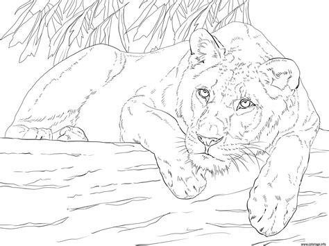 Free lioness coloring pages to print for kids. Coloriage Lying Lioness dessin