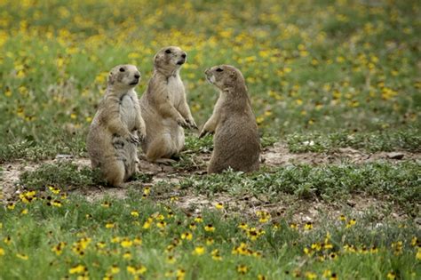 We did not find results for: Share the Experience | Wichita Mountains Wildlife Refuge