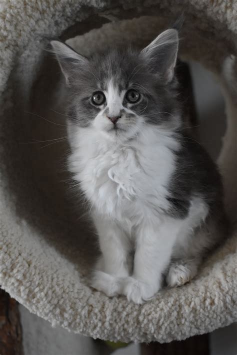 They can be loving and affectionate, but can also be quite independent, and do face some health issues. Maine Coon Cattery Seriously Kittens - Maine Coon Cattery ...