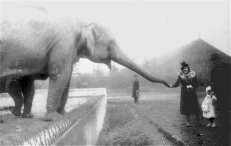 Animal lovers jan żabiński and his wife, antonina, are directors of the warsaw zoo. Opalescent Essence: The Zookeeper's Wife, by Diane Ackerman