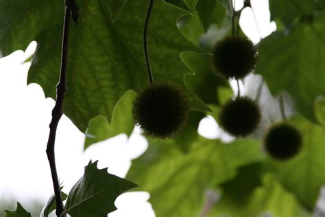 The exclamation!™ london planetree produces less fruit than the species, but birds, pollinators, and small mammals will benefit from the tree as a minor food source and a good source of cover. IMG_0173 | Plane tree fruit | agcox | Flickr