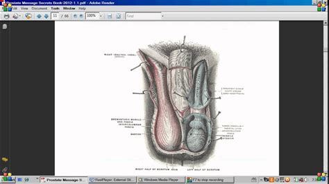 Read the pros, cons and purchase with confidence. Prostate Massage, Learn How To Perform Prostate Milking In ...