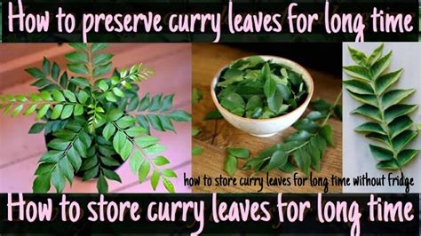 Apr 23, 2021 · (especially since most fruits produce a gas that can cause vegetables to decompose faster.) but if you really want to make your fridge a feast for the eyes, go a step further and separate those goods with a divided drawer, rather than tossing all your fruits or vegetables into one crisper. how to store curry leaves without fridge | how to dry and ...