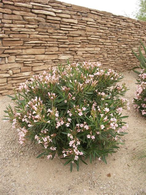 They are less cold hardy than most oleanders and should only be used in very sheltered areas near the coast. Nerium oleander 'Petite Pink'
