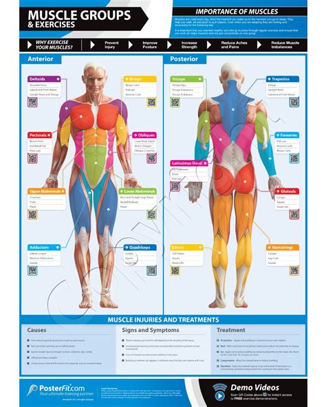 Spinal erectors (horizontal muscles extending down the back to. Muscle Groups Exercises Wall Poster