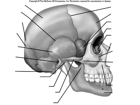 Long bones grow more than the other classes of bone throughout childhood and so are responsible for the bulk of our height as adults. 11 Best Images of Human Anatomy Skeleton Worksheets ...