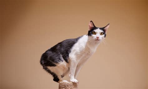 6 пород кошек с коротким хвостом