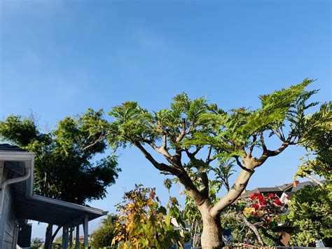 Jacaranda mimosifolia bonsai 1 year. Jacaranda mimosifolia 8b, Central California coast : Bonsai