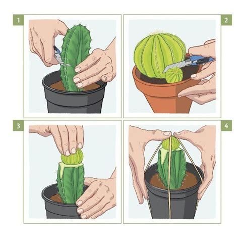 Cacti fully support having 10 seconds for some things 1 minute for others and even 5 and 10 minutes for others, all in the same system. Grafting Cactus and other succulents Larousse gardening ...