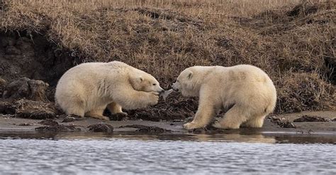 Par exemple, les ours polaires polaires de la mer de chukchi qui . Une série de photos bouleversante montre des oursons ...