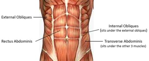 As the name suggests, the primary muscles worked during ab wheel rollouts are your abs (technically called your rectus abdominis), which are the main yet the transverse abdominis (the deepest ab muscle that wraps around your sides and spine), and the internal and external obliques (muscles on. The Importance of Core Training - Loggerhead Fitness