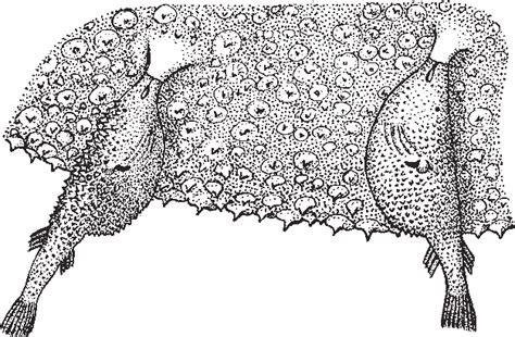 Ceratioidei are distributed throughout the world's oceans below a depth of 300 m. Figure 3 from Dimorphism, parasitism, and sex revisited ...