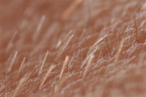 Humans being mammals, we may go so far as to consider body hair as a type of fur, but certainly we would not even begin to think that humans would grow anything as foreign as plant material, feathers, or horns. Vellus hair - Wikipedia