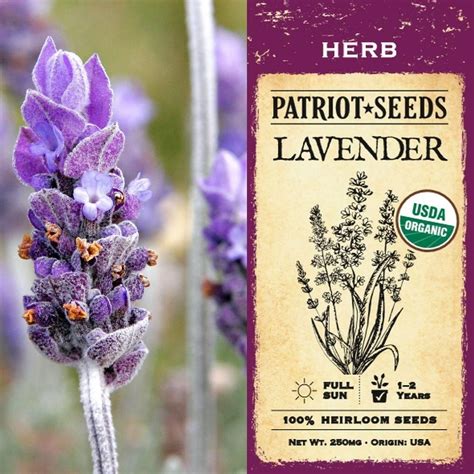 Maybe you would like to learn more about one of these? Organic Lavender Herb Seeds (250mg) - My Patriot Supply ...