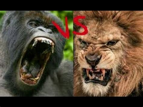 A male lion weighs in at 420 pounds. gorila vs lion who will win !!!!!!!! - YouTube