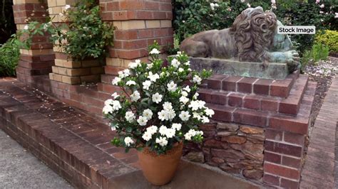 Flowering throughout the spring, these gorgeous blooms are firm a favorite with floral designers and our brides. Cottage Farms Everblooming Fragrant Gardenia on QVC - YouTube