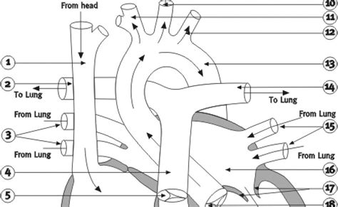 Anatomical positions are important because they give us a frame of reference for describing the body. Human Anatomy Worksheet - Anatomy Drawing Diagram