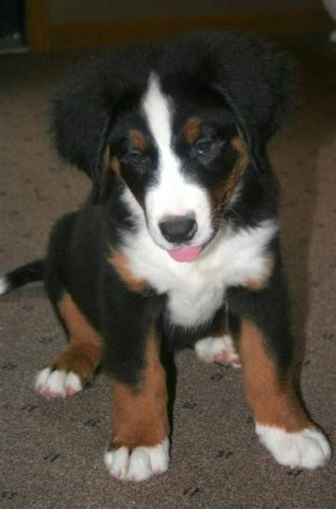 This dog has a double coat. Bernese Mountain Dog Mix Puppies | Handmade Michigan