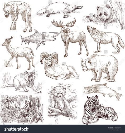 These animals are called omnivorous meaning that they have developed the ability to digest and draw energy from a lot of different kinds of food sources in their environments. Animals Around The World (Collection No.2, White) - Collection Of An Hand Drawn Illustrations ...