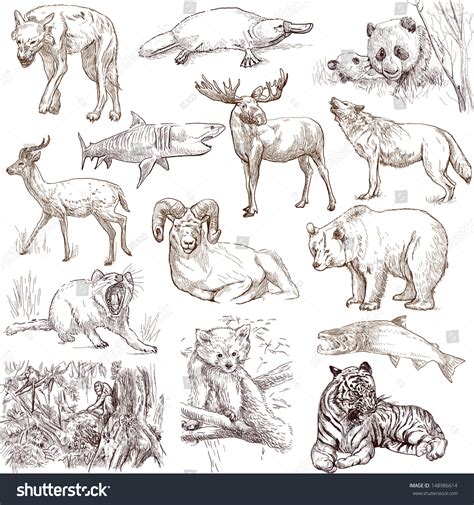 Learn about herbivores animals in detail. Animals Around The World (Collection No.2, White) - Collection Of An Hand Drawn Illustrations ...