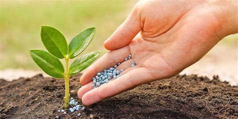 Нитраты в почве и растениях: действительно ли они опасны — ASM-AGRO
