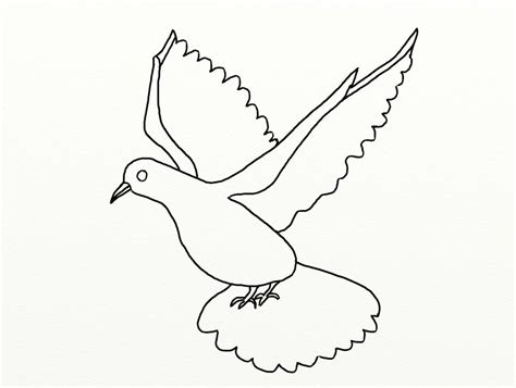 Draw a curved line, which will act as the center of its beak. How to Draw a Dove - Draw Step by Step