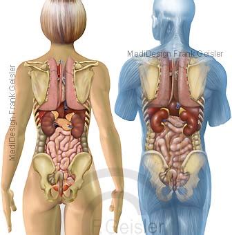 Übersicht Innere Organe des Menschen von dorsal