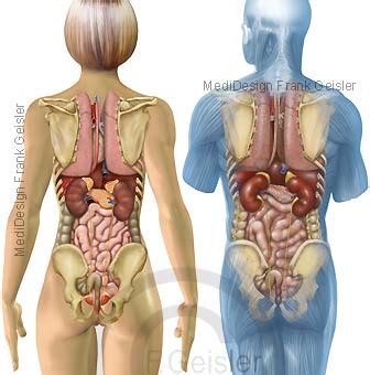 Über ein weiteres band, das lig. Übersicht Innere Organe des Menschen von dorsal