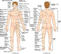 The calves are composed of two muscles, the gastrocnemius, and the soleus. List of human anatomical regions