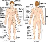 The calves are composed of two muscles, the gastrocnemius, and the soleus. List of human anatomical regions