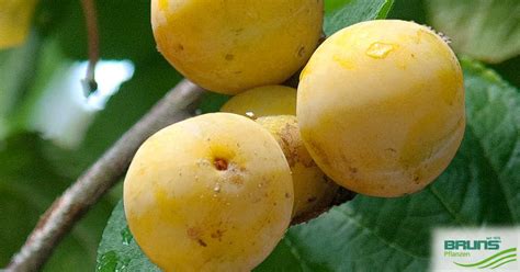 Prunus domestica ontariopflaume um eine recht alte, aus den usa stammende sorte handelt es sich bei der ontariopflaume. Prunus domestica 'Ontariopflaume' von Bruns Pflanzen