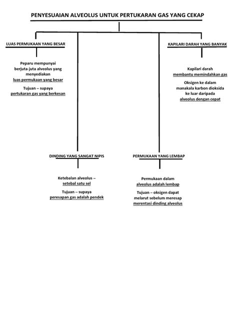 Difusi adalah perpindahan zat dari konsentrasi tinggi (pekat) ke konsentrasi rendah (encer). Penyesuaian Alveolus Untuk Pertukaran Gas Yang Cekap Dan ...