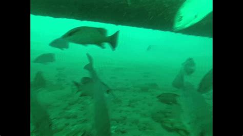 They are also the most abundant snapper. Underwater footage in Gulf of Mexico at offshore tower ...