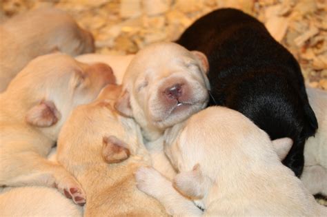 Check spelling or type a new query. Top of the Hill Labs: One Week Old - Puppies Doing Great!