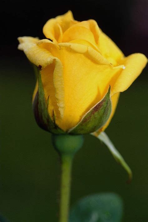 Add a pop of cheer to your desktop, phone, blog or website with these amazing wallpapers. Yellow Rose Flower Wallpaper