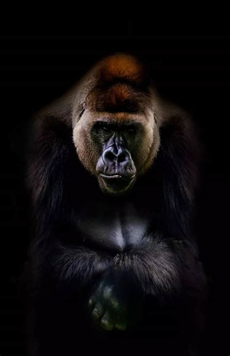 To change a new wallpaper on iphone, you can simply pick up any photo from your camera roll, then set it directly as the new iphone background image. Gorilla iPhone Wallpapers - Top Free Gorilla iPhone ...