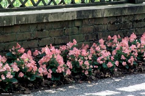 Rabbits, like humans, have different tastes in food. Wax Begonia | Rabbit resistant plants, Shade plants, Shade ...