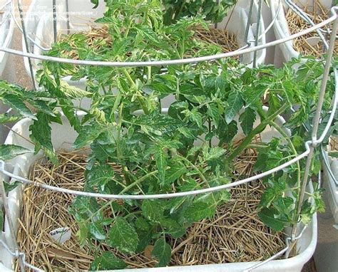 How to prepare brandywine tomatoes. PlantFiles Pictures: Tomato 'Red Brandywine' (Lycopersicon ...