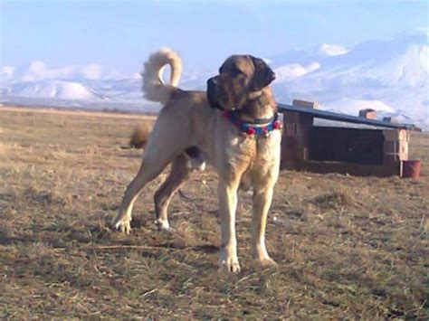 Ayrıca erkek alabay köpeği 80 kilogram civarında iken kadın alabay köpeği 65 kilogram civarında ağırlığa sahiptir. Kangal dog - Page 3