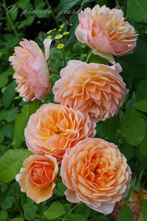 Fiori simili alle rose nome : Il piccolo giardino di L.: Una rosa inglese nei toni dell ...