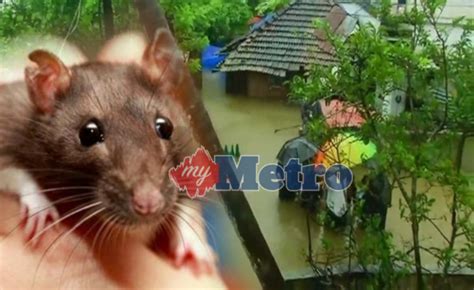 .penyakit bawaan vektor • unit kesihatan keluarga • unit keselamatan dan kualiti makanan (bkkm) • unit kawalan mutu air minum (kmam) • unit bekalan air & kesihatan alam sekeliling (bakas) • unit kesihatan pekerjaan dan alam sekitar (kpas) • unit kawalan penyakit tidak berjangkit. Penyakit kencing tikus landa Kerala | Harian Metro