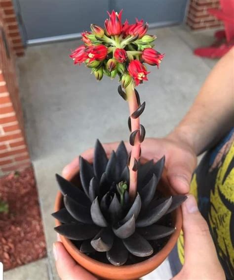 (h/t to askaprepper.com) useful foraging ti. Black Echeveria in 2020 | Succulents, Red succulents ...