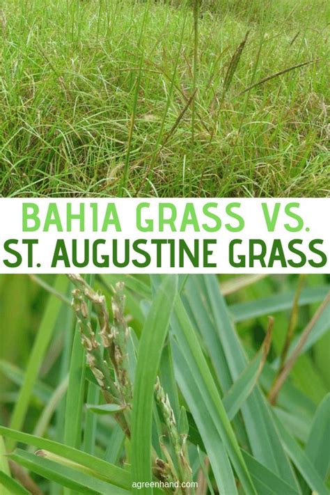 Aug 13, 2021 · recycled grass clippings release some nutrients back to the soil, which reduces future fertilizer requirements. Bahia Grass Vs. St. Augustine Grass | Bahia grass, Bahia ...