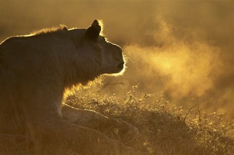 In the tall grass is really about not letting ourselves spiral out of control when one bad thing happens. Lions playing in the Masai Mara, Kenya, photographed by Paul Souders