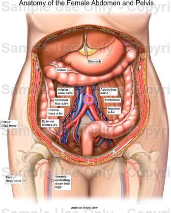 Human anatomy lower abdomen female. Human Abdominal Cavity Anatomy Anatomy Of The Female ...