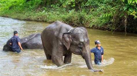Highlights visit kuala gandah elephant sanctuary learn about the elephant relocation team's conservation work Kuala Gandah Elephant Sanctuary, Deerland Park, and ...